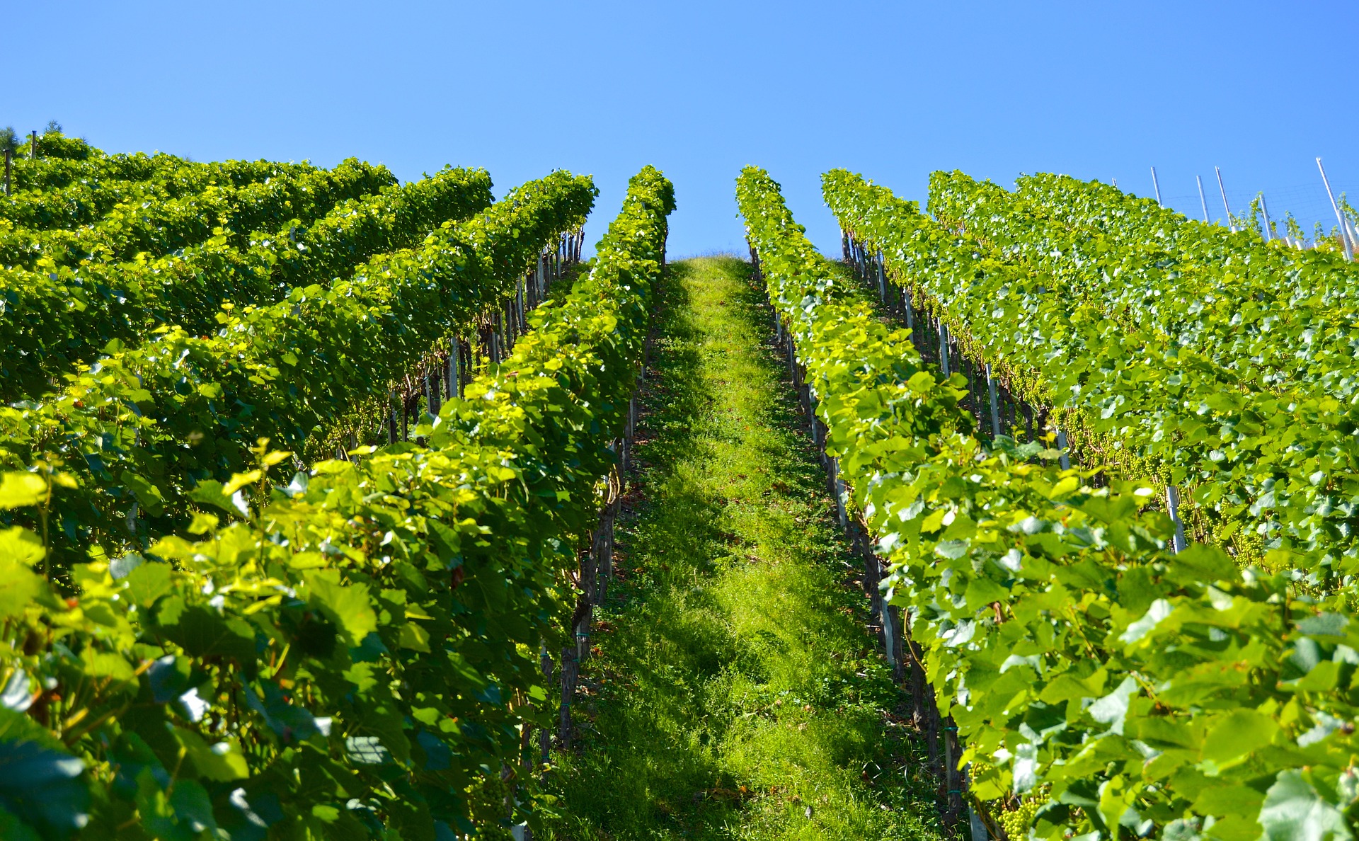 secteur-agricole-viticulture-ge-loire-et-sevre